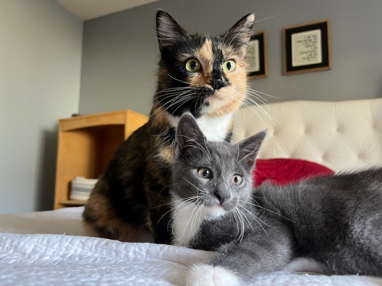 Adopt Morticia and Gomez